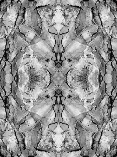 Jaynes Gallery 아티스트의 Black and white of quiver tree bark abstract작품입니다.